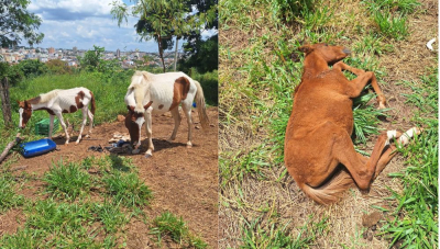 Polícia Civil investiga maus-tratos contra cavalos no Jardim Bela Vista em Araxá 