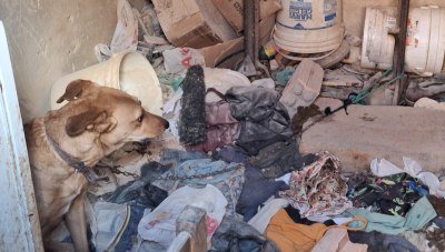 Em meio à sujeira e sem alimentação, duas cadelas são resgatadas pela Polícia Civil de Araxá