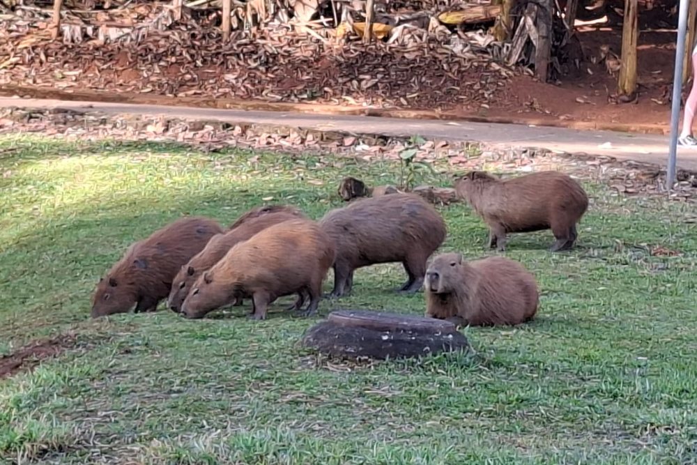 Para especialista, crescimento da população de capivaras exige ações preventivas em Araxá