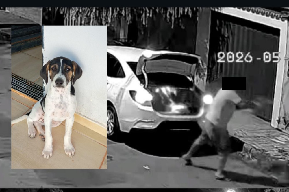 Polícia Civil identifica suspeito de maus-tratos e abandono violento de cão em Araxá