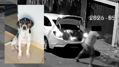 Polícia Civil indicia homem por abandono violento de cão em Araxá