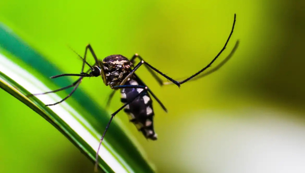 Novo LIRAa aponta média infestação do Aedes aegypti em Araxá