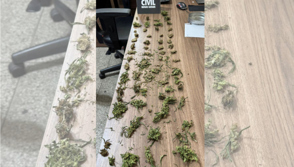 Denúncia de tráfico leva Polícia Civil a apreender substância semelhante à maconha em Araxá