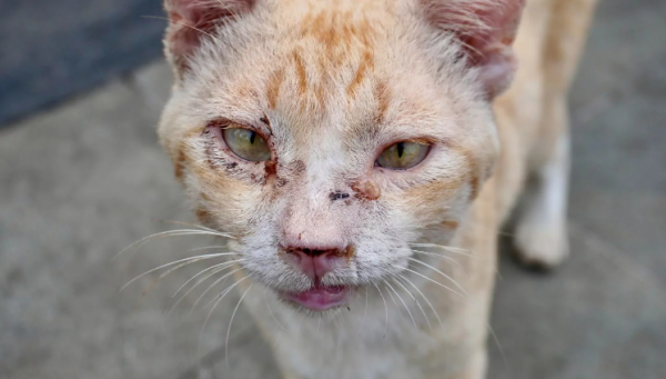 Esporotricose exige atenção e cuidados para proteger animais e pessoas, explica especialista em Araxá