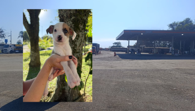 Vacinação antirrábica começa na zona rural de Araxá e segue até 25 de setembro