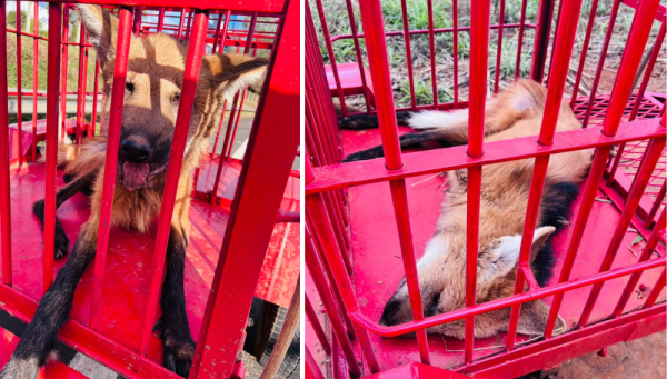 Lobo-guará debilitado é resgatado pelo Corpo de Bombeiros nas proximidades da BR-464, em Sacramento