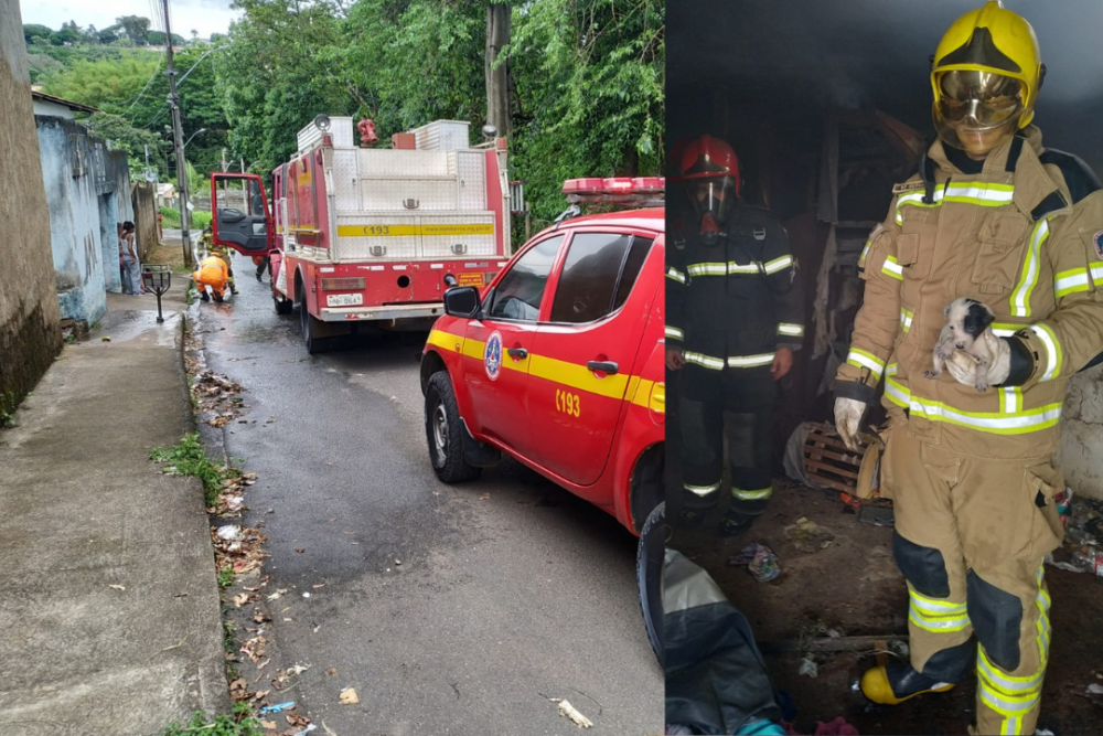 Bombeiros resgatam oito filhotes de cachorro durante incêndio em residência em Araxá